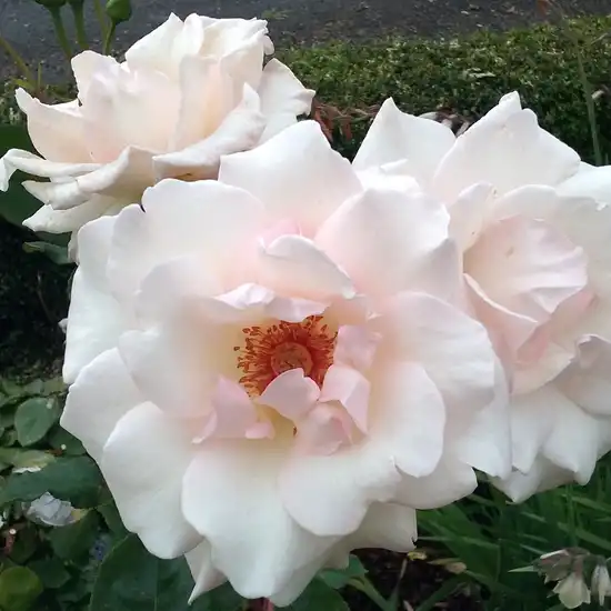 Trandafiri hibrizi Tea - Trandafiri - Ophelia™ - 